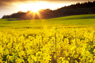 如何保護高溫作業(yè)下的榨油機(圖1)